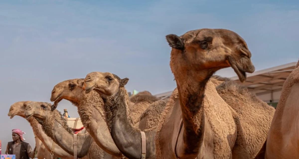 ملاك للإبل لـ "الاقتصادية": صفقات مليونية قبل العبور من بوابة "ريمات"