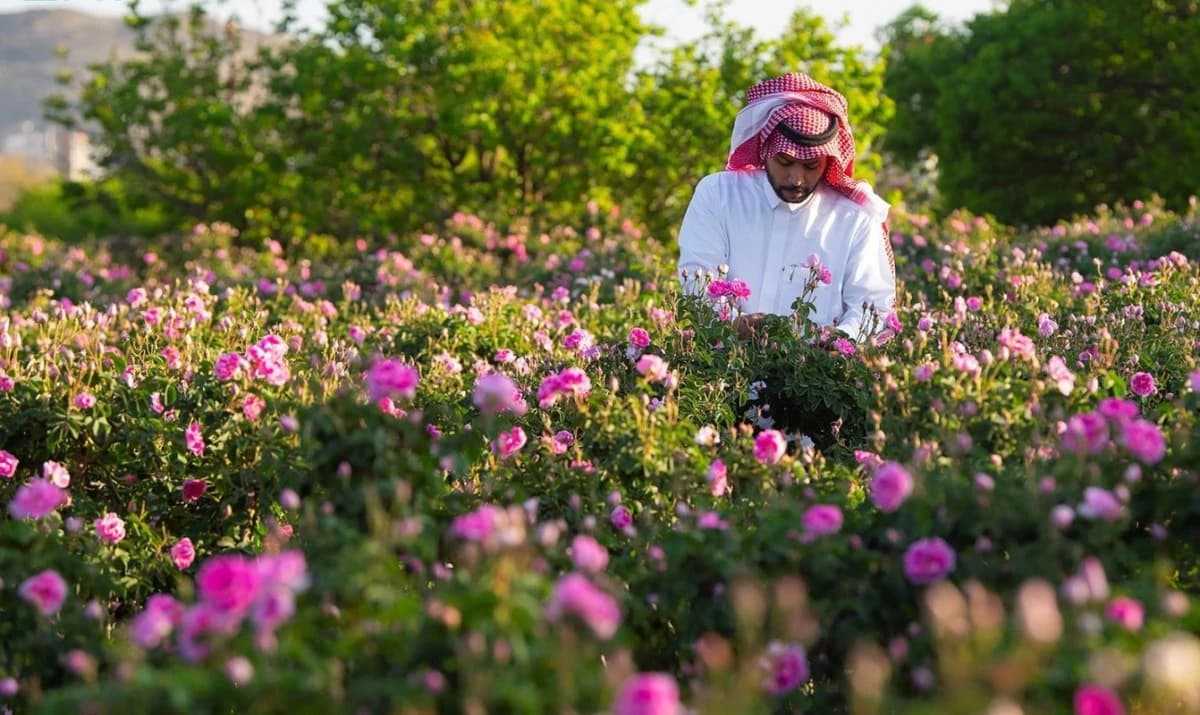الورد السعودي نحو أسواق العالم.. "الطائفي" الأغلى ومليارا وردة في 2026