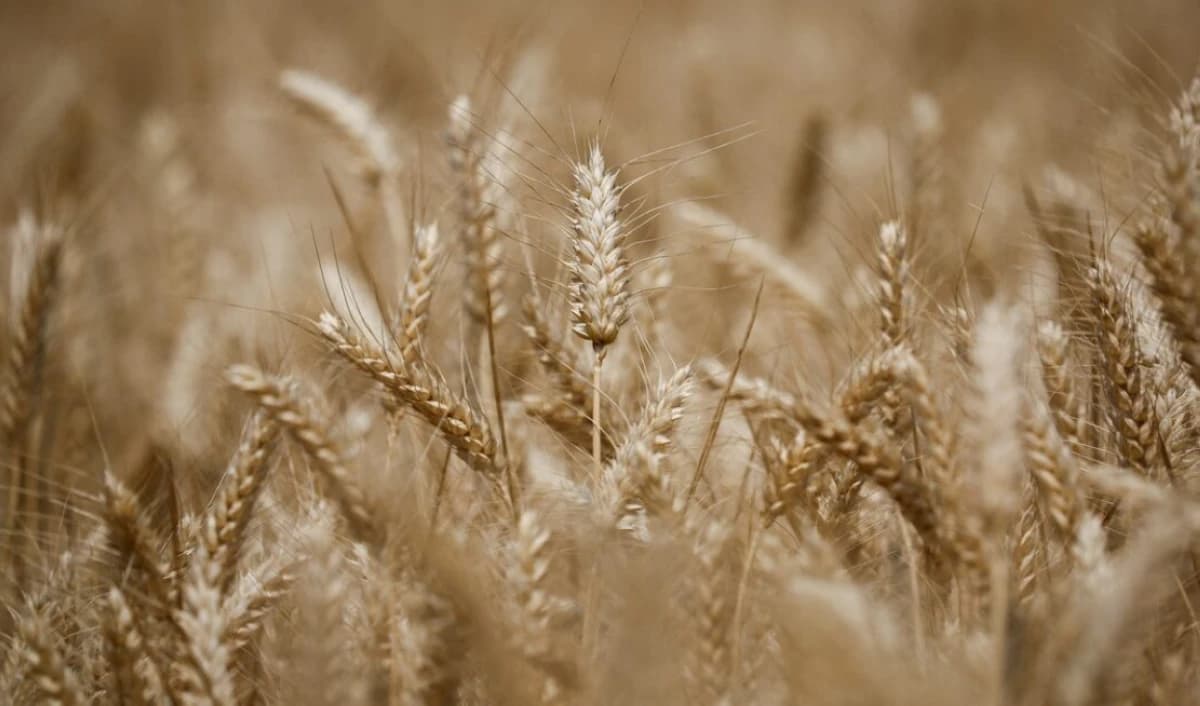 سعر القمح يتجه إلى أطول موجة صعود منذ أبريل