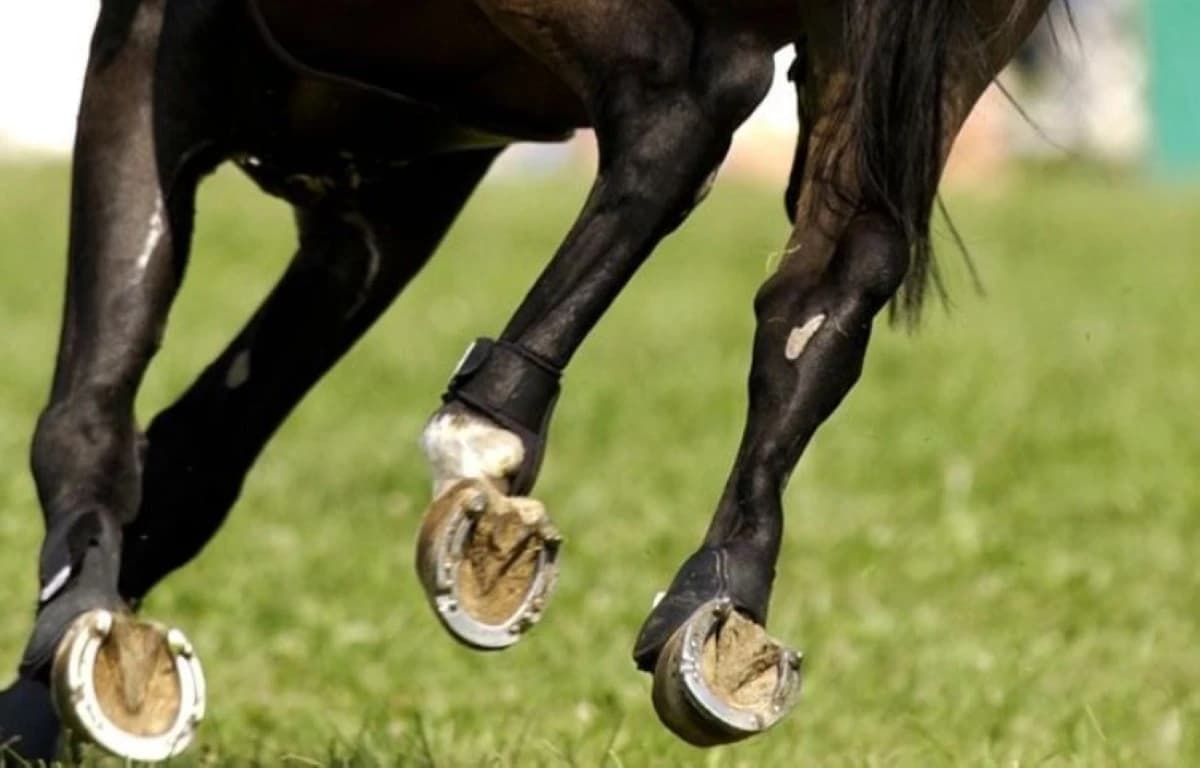 ارتفاع الطلب على أحذية الخيول في السعودية مع توسع التصنيع العابر للحدود