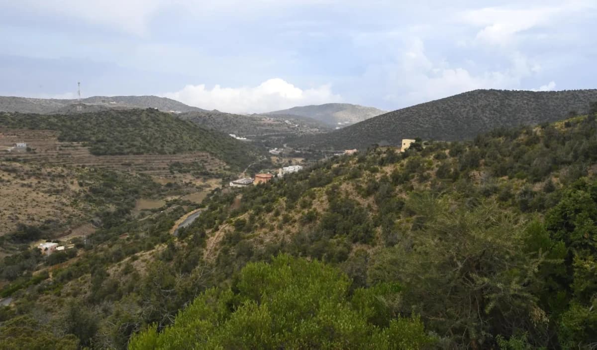 "الغطاء النباتي" يؤهل 4.7 ملايين هكتار من أراضي الفياض والرياض