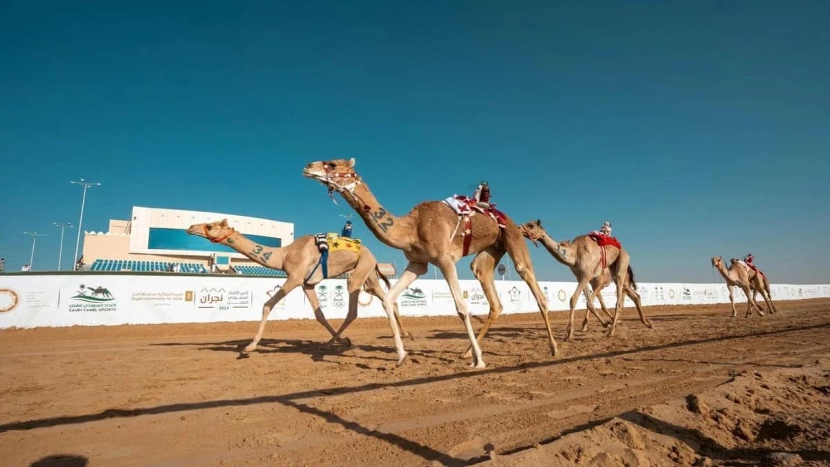 مليون ريال لأبطال دوري هجان 2026 .. وصرف مبالغ متساوية للملاك