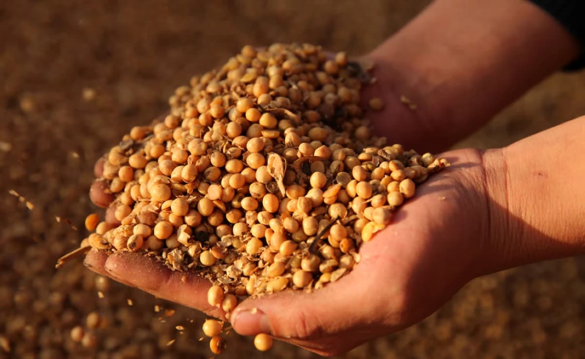 الصين تستأنف مزادات فول الصويا مع استمرار المشتريات من أمريكا