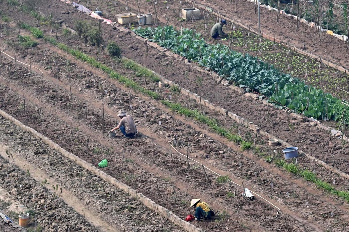 الزراعة في فيتنام