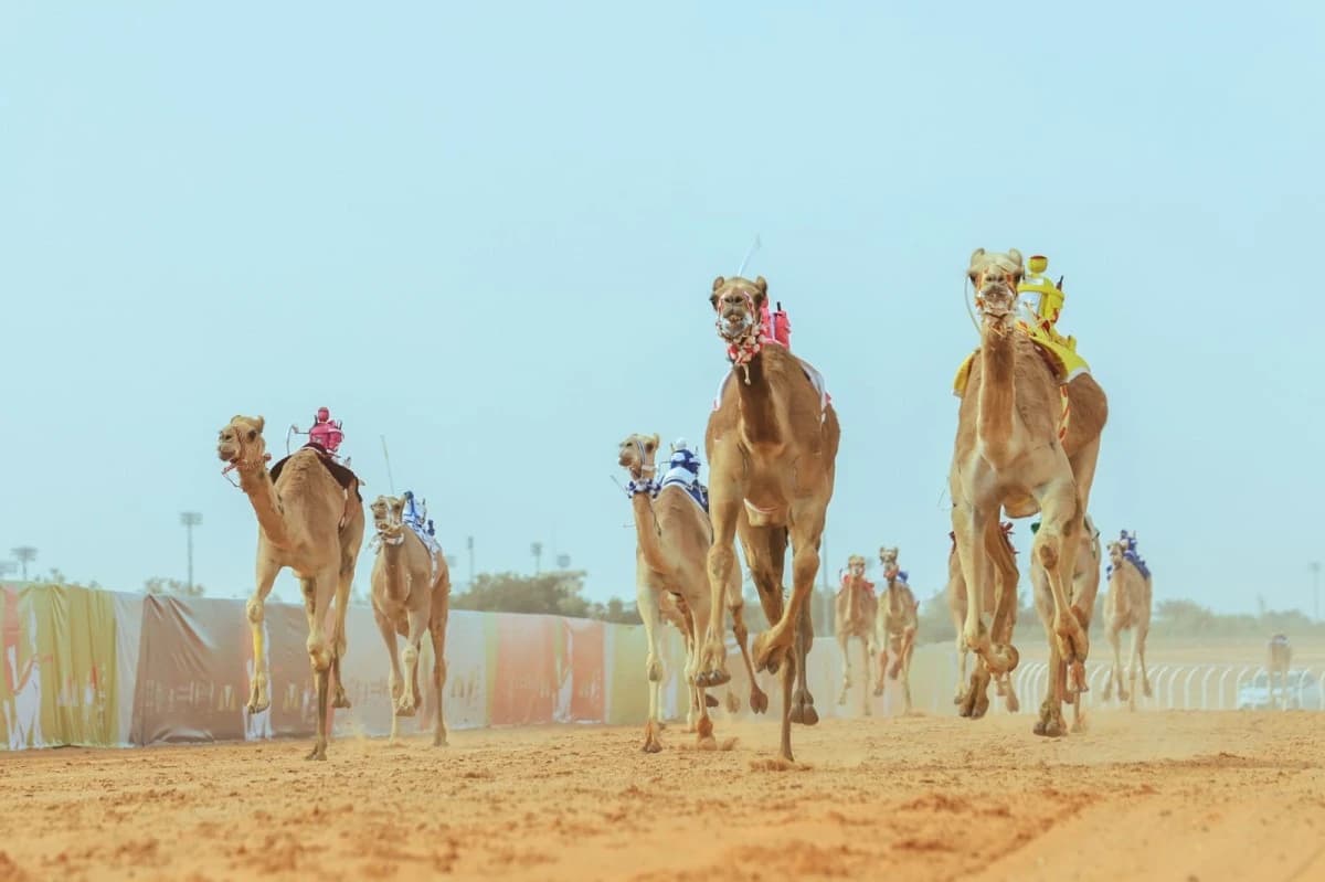75 مليون ريال تنتظر المشاركين في مهرجان خادم الحرمين الشريفين للهجن