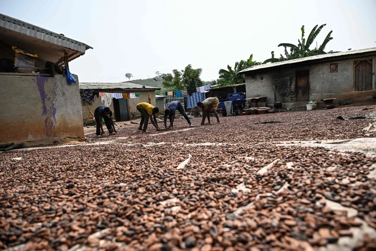 الكاكاو في ساحل العاج