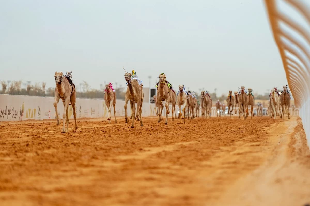 الهجن السعودية تتصدر أشواط "المزاين" بـ 38 شوطا
