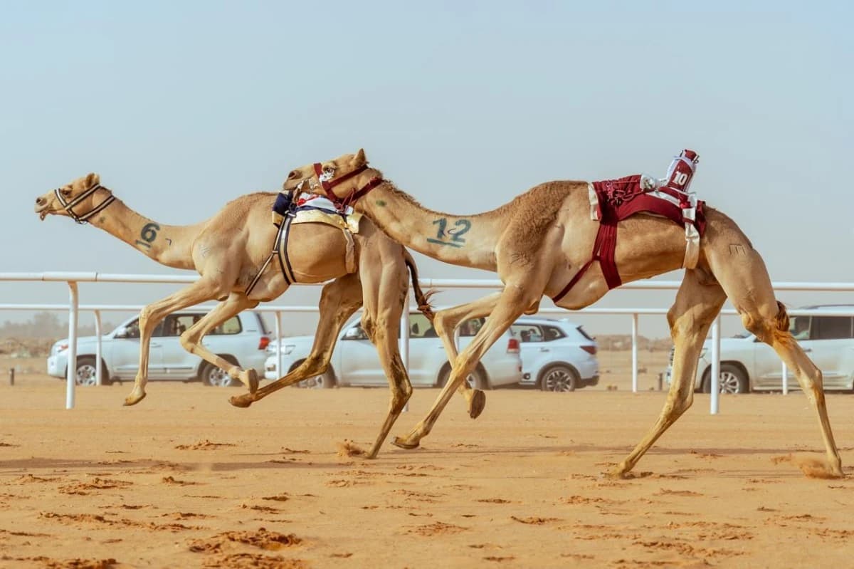 4 كؤوس جوائزها 5.5 مليون ريال لأبطال فئة اللقايا في مهرجان الهجن