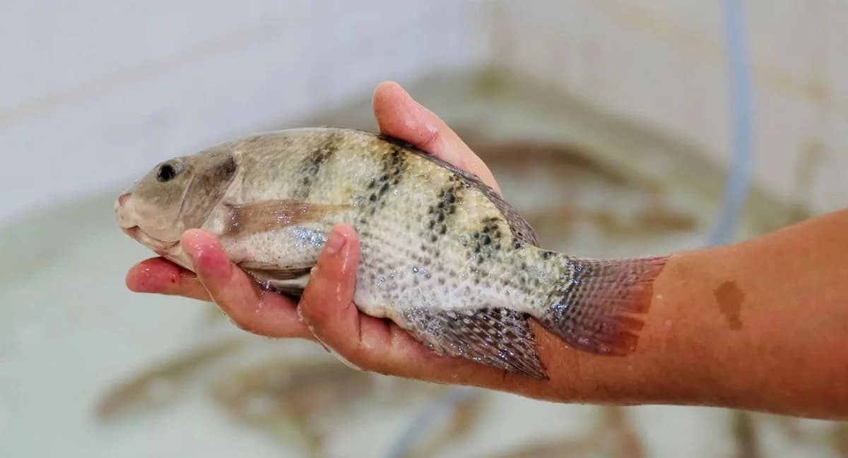 200 ألف طن إنتاج الاستزراع السمكي في السعودية