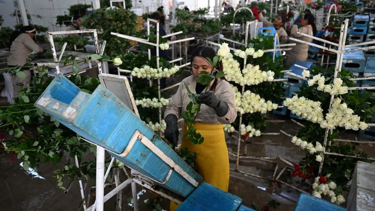كولومبيا تستعد لشحن ملايين الزهور