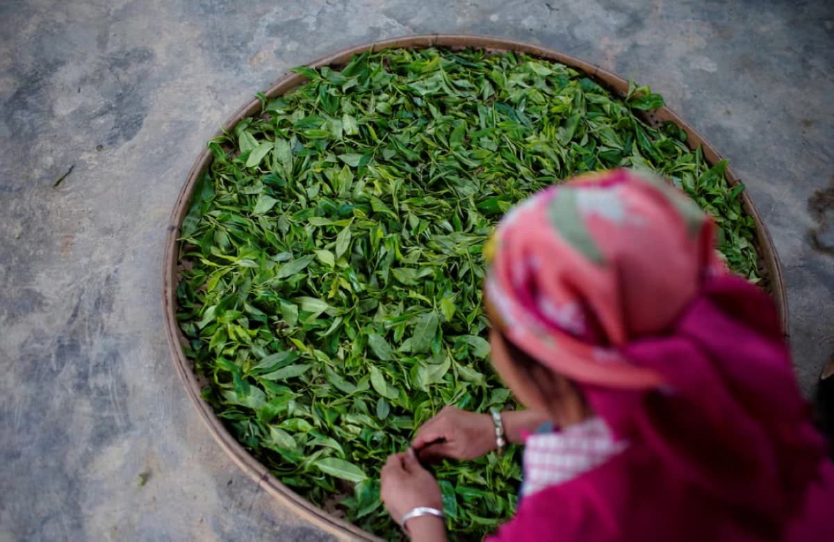 الصين تسعى لرفع قيمة صناعة الشاي إلى 216 مليار دولار بحلول 2030