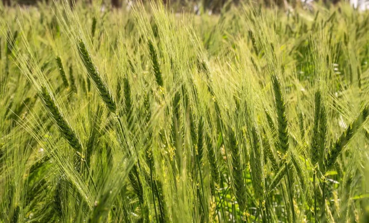 "الأمن الغذائي" تطرح المناقصة الثانية لاستيراد 655 ألف طن قمح