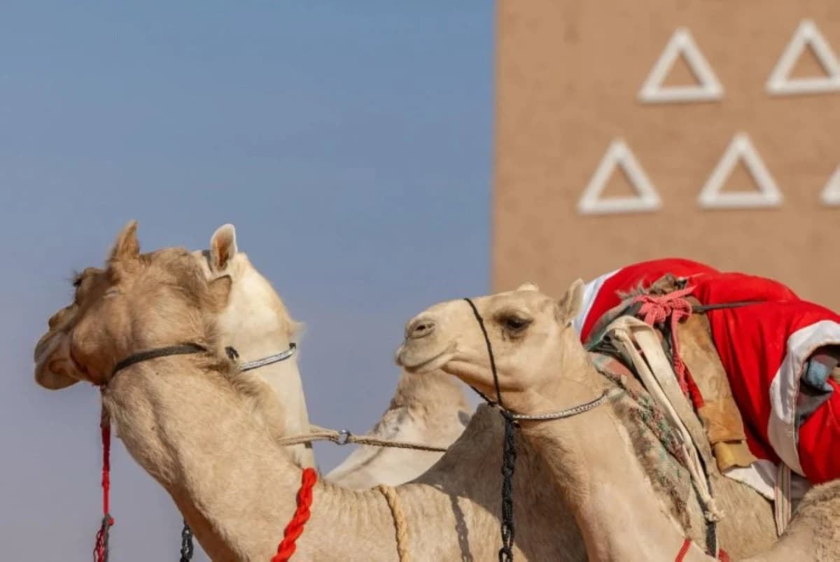 نادي الإبل السعودي يسحب جائزة ويغرّم فائزين 3 ملايين ريال بعد مخالفات عينات الدم