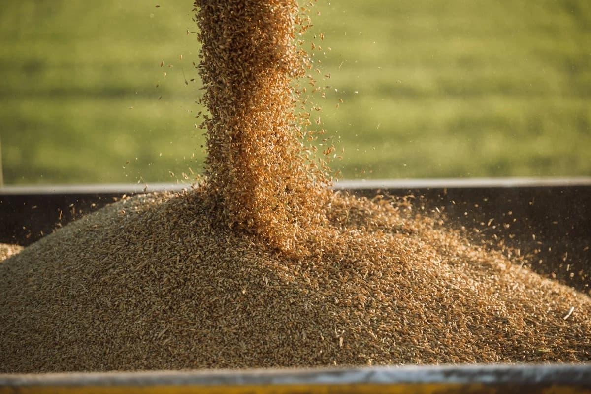 جولدمان ساكس يحذر: اضطرابات إمدادات الأسمدة ترفع أسعار الحبوب عالمياً