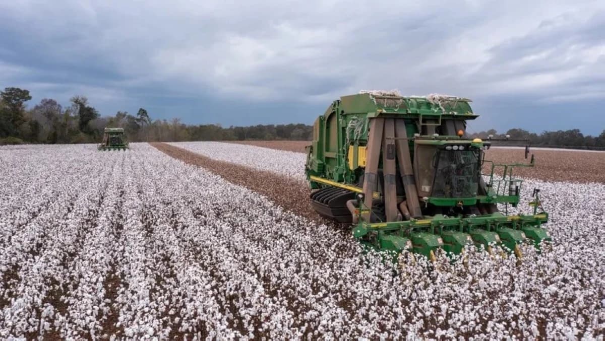 توقعات شح الإمدادات ترفع أسعار القطن إلى أعلى مستوى منذ 2024