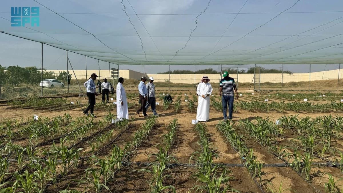 «فاو» لـ«الاقتصادية»: الزراعة الحديثة ترفع عوائد مزارعي السعودية إلى 3 ريالات للكيلو