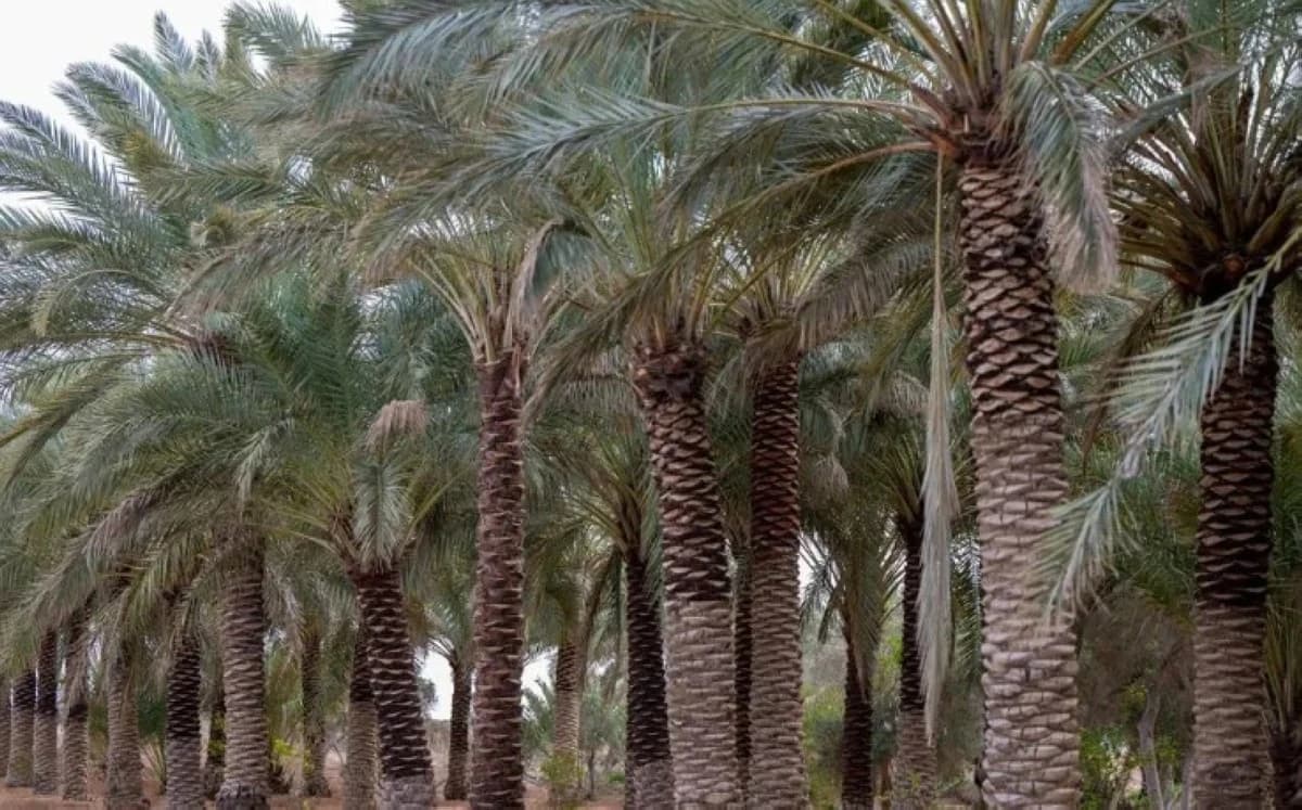 إعادة تدوير الشركات الناشئة مخلفات النخيل في السعودية يخفض التكلفة 40%