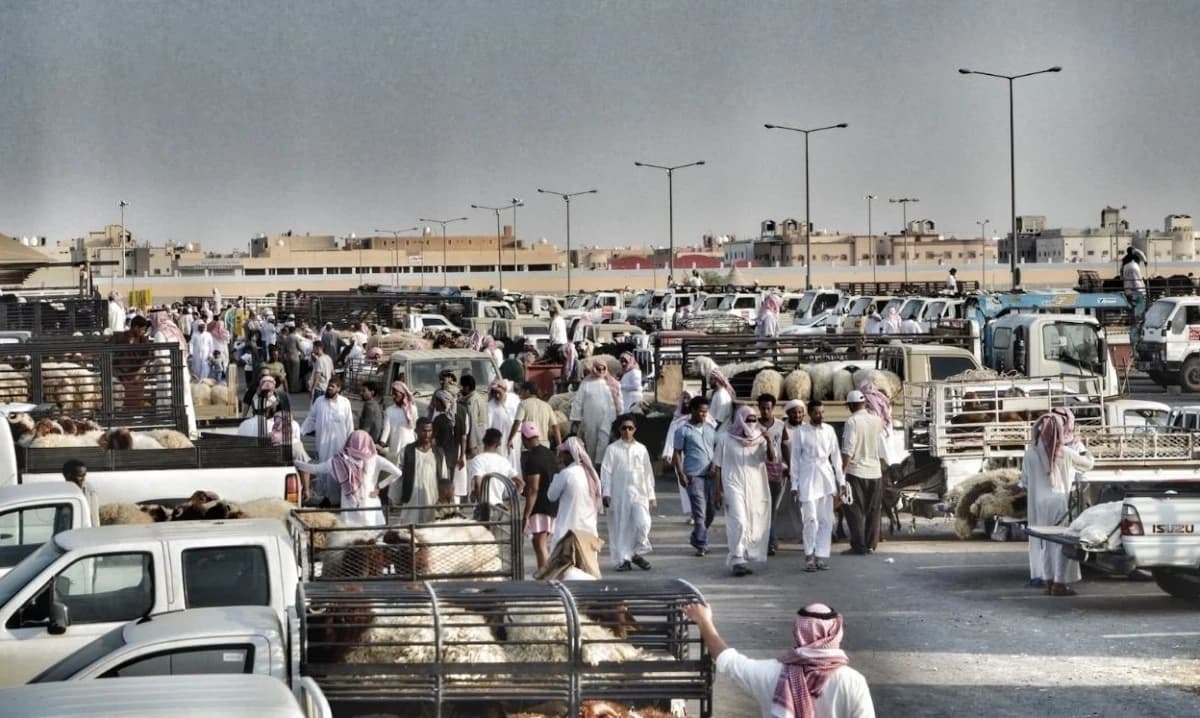 السعودية تستورد مواشي بـ20 مليار ريال في 5 أعوام نصفها من السودان