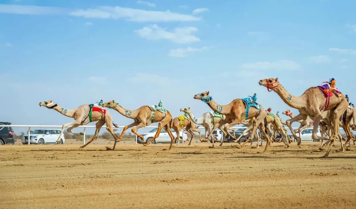 2.5 مليون ريال أولى جوائز سباقات الهجن في السعودية