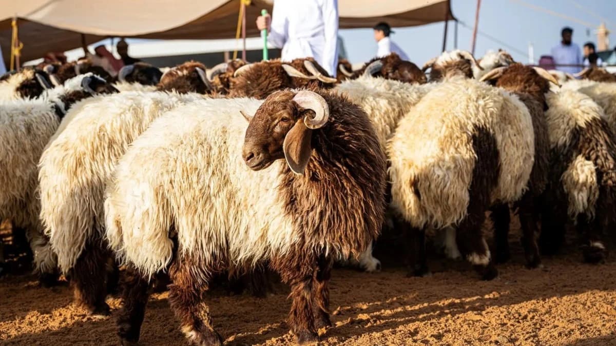 "ريف السعودية" ينفّذ 7 مجمعات نموذجية لتطوير قطاع تربية المواشي