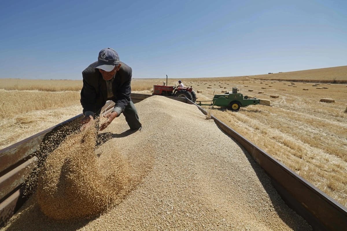 زراعة القمح في المغرب