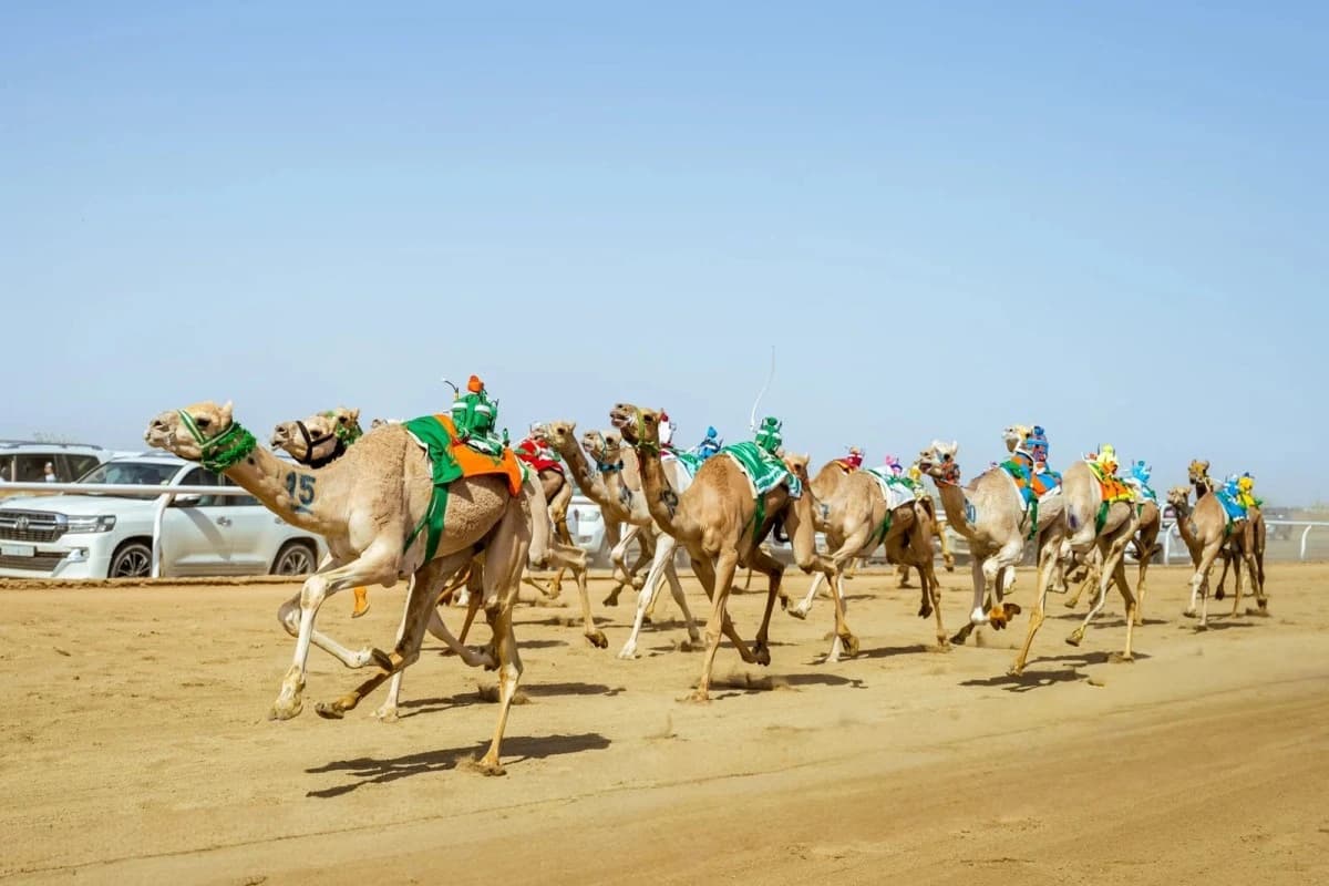 30 مليون ريال جوائز أشواط الرموز في مهرجان ولي العهد