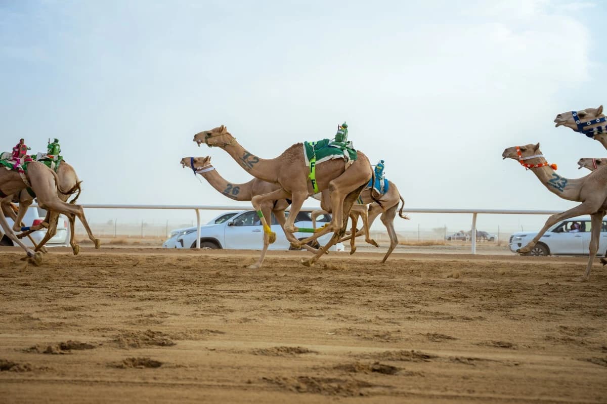 "متعبة" تفتتح ألقاب مهرجان ولي العهد وتخطف التوقيت الأفضل