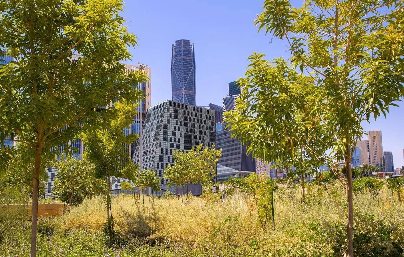 إطلاق مبادرة لنثر 100 مليون بذرة ضمن البرنامج الوطني للتشجير