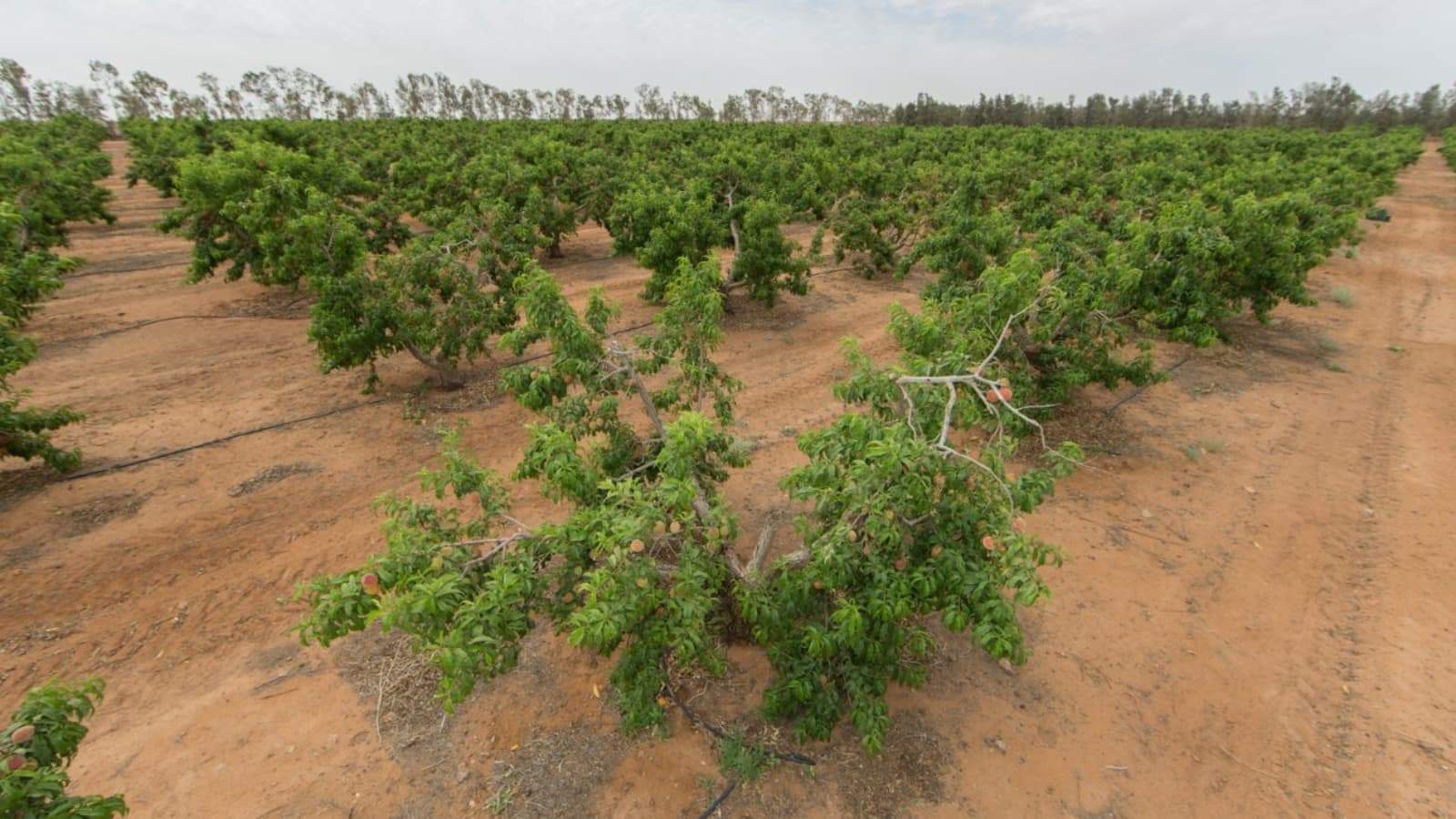بوصلة العقاريين في السعودية تتجه للقطاع الزراعي.. صفقات على مساحات مليونية