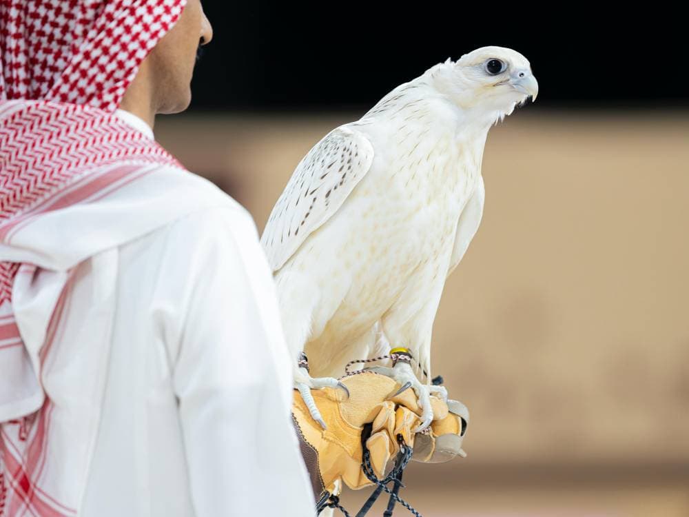بيع أغلى صقر بمزاد دولي في السعودية بقيمة 1.2 مليون ريال