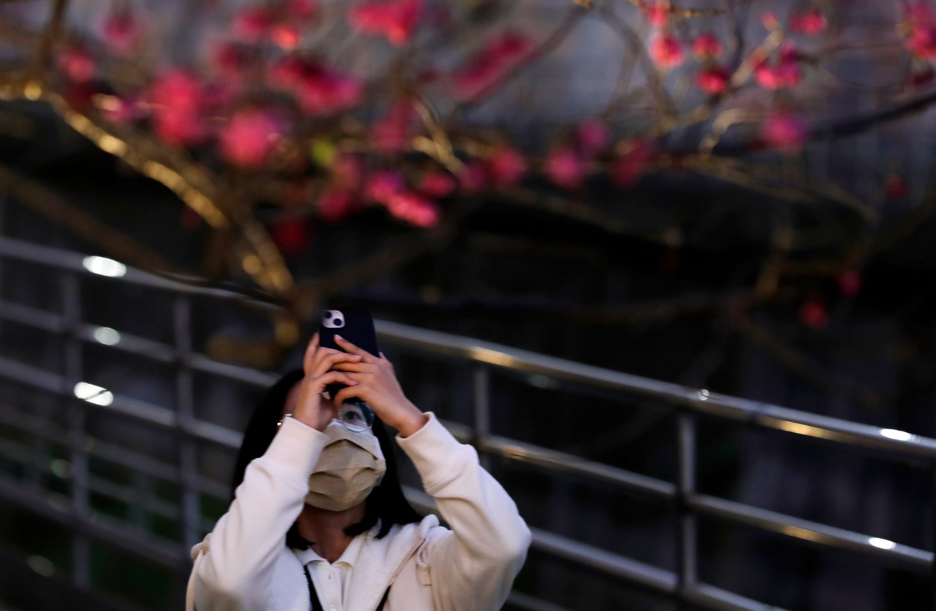 الكرز ليلا .. جاذبية تستحق التوثيق