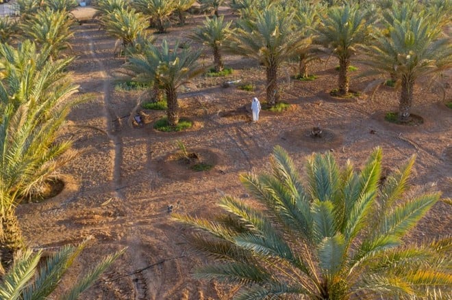 123 ألف مزرعة و 33 مليون نخلة في السعودية تغطي الأسواق المحلية والدولية