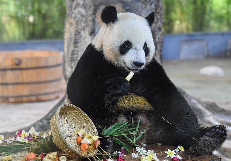 العثور على باندا عملاقة آكلة لحوم قبل ملايين الأعوام