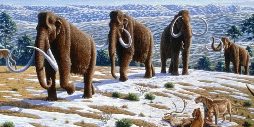 فيلة الماموث تتكيف سريعا مع الطقس البارد