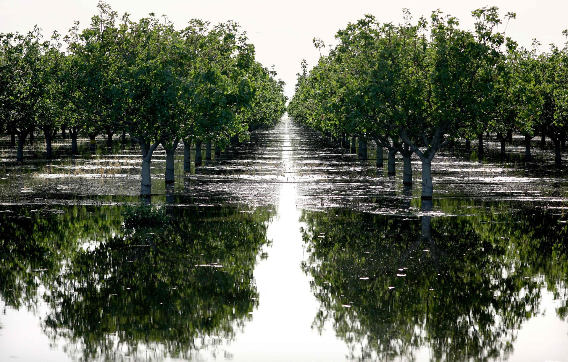 فيضانات كاليفورنيا تغرق مزارع الفستق .. وخسائر بالمليارات