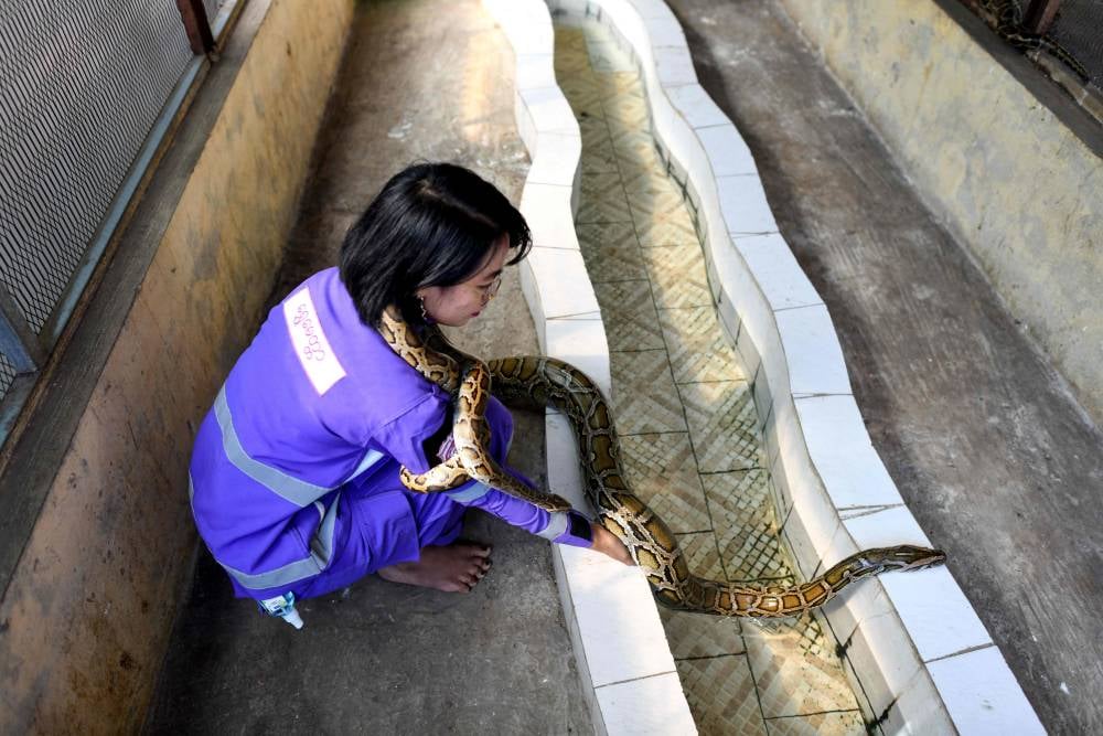 «أميرة الثعابين» تنقذ السكان من الأفاعي وتعيد إليها حريتها