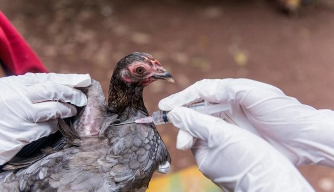 منظمة الصحة تطالب بتلقيح الدواجن لتفادي تحول إنفلونزا الطيور إلى جائحة