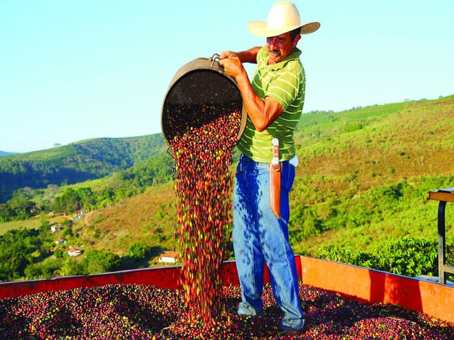 توقعات بارتفاع إنتاج القهوة في كولومبيا وإثيوبيا