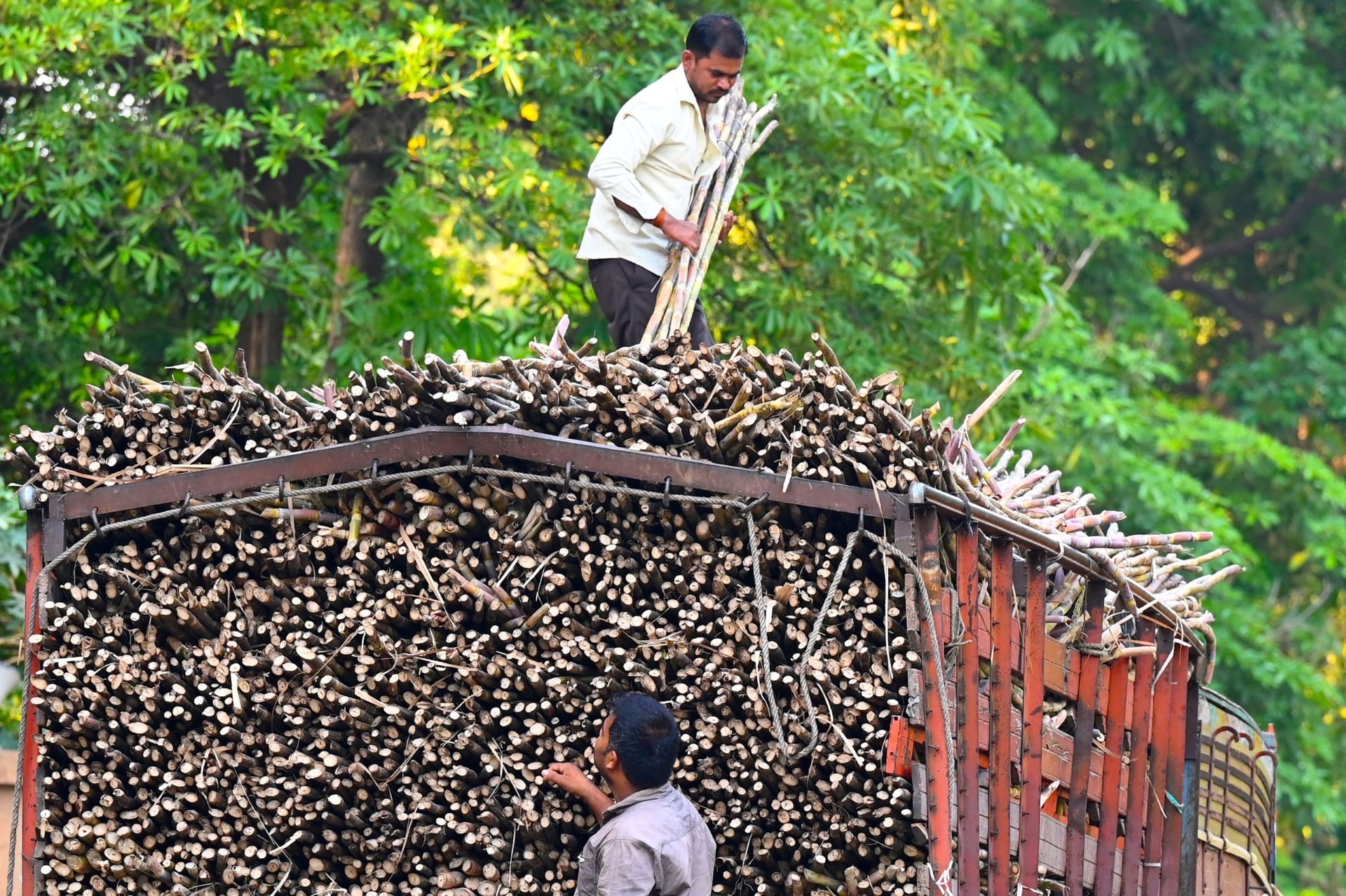 سوق قصب السكر في الهند .. 5.2 % نمو متوقع بحلول 2028