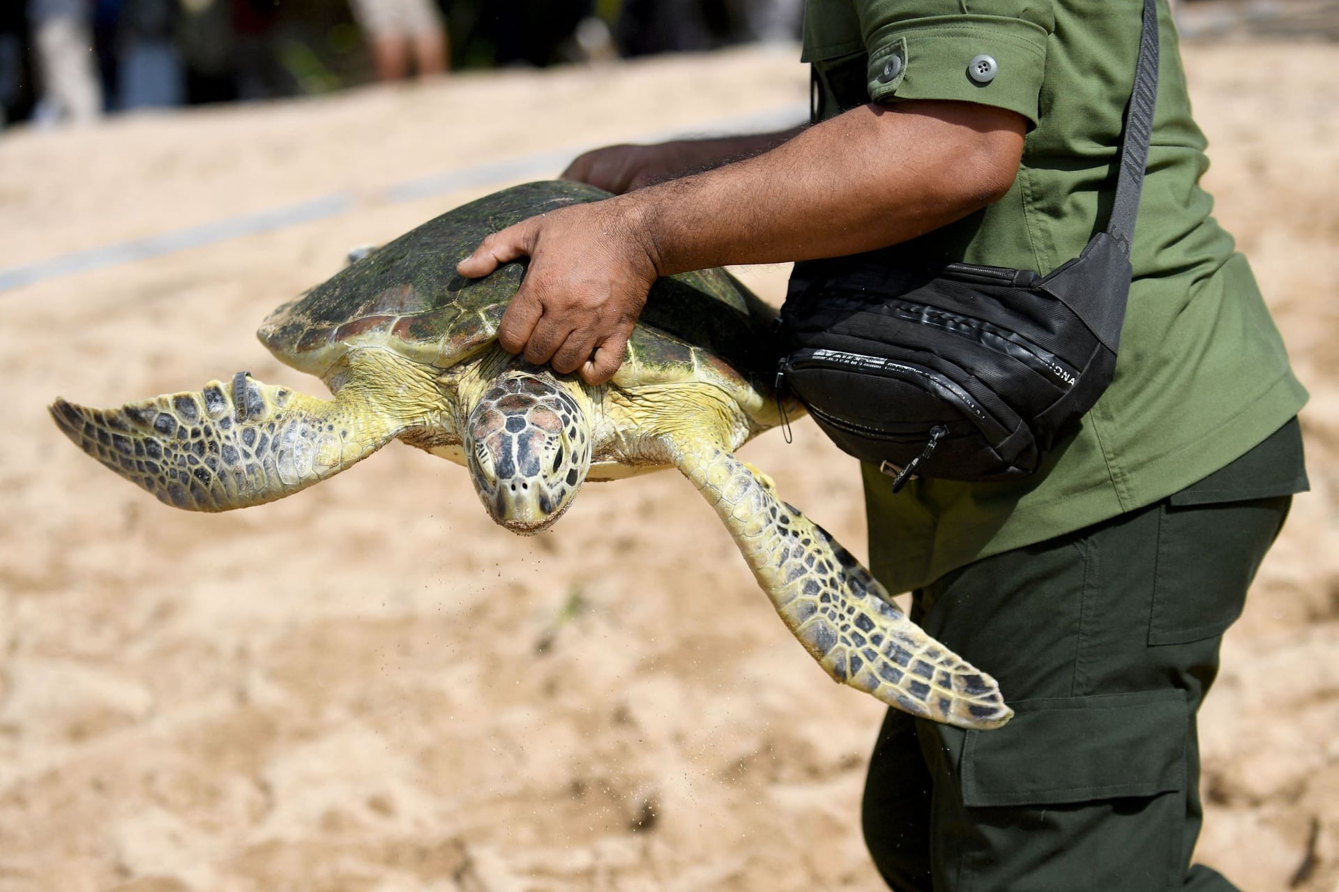 إطلاق سراح 64 سلحفاة في إندونيسيا