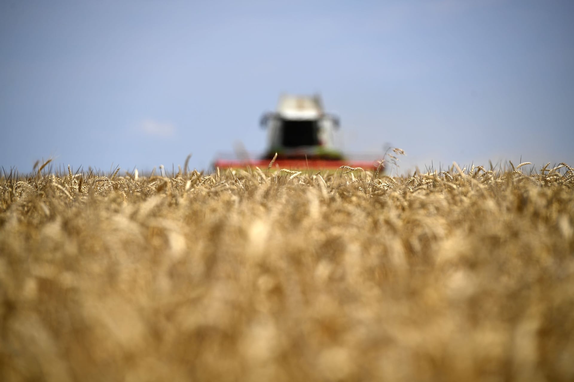 ارتفاع أسعار القمح 2.4 % بعد قصف ميناء تصدير أوكراني