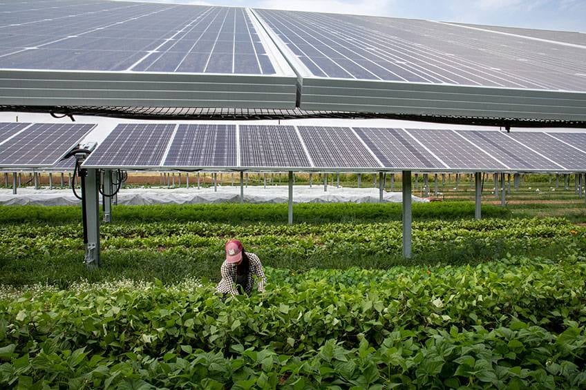 رؤية ألمانية للزراعة تحت الألواح الشمسية لتوليد الكهرباء .. التجارب تحرز تقدما