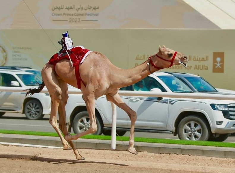 «الطيارة» الأفضل في فئة «اللقايا»