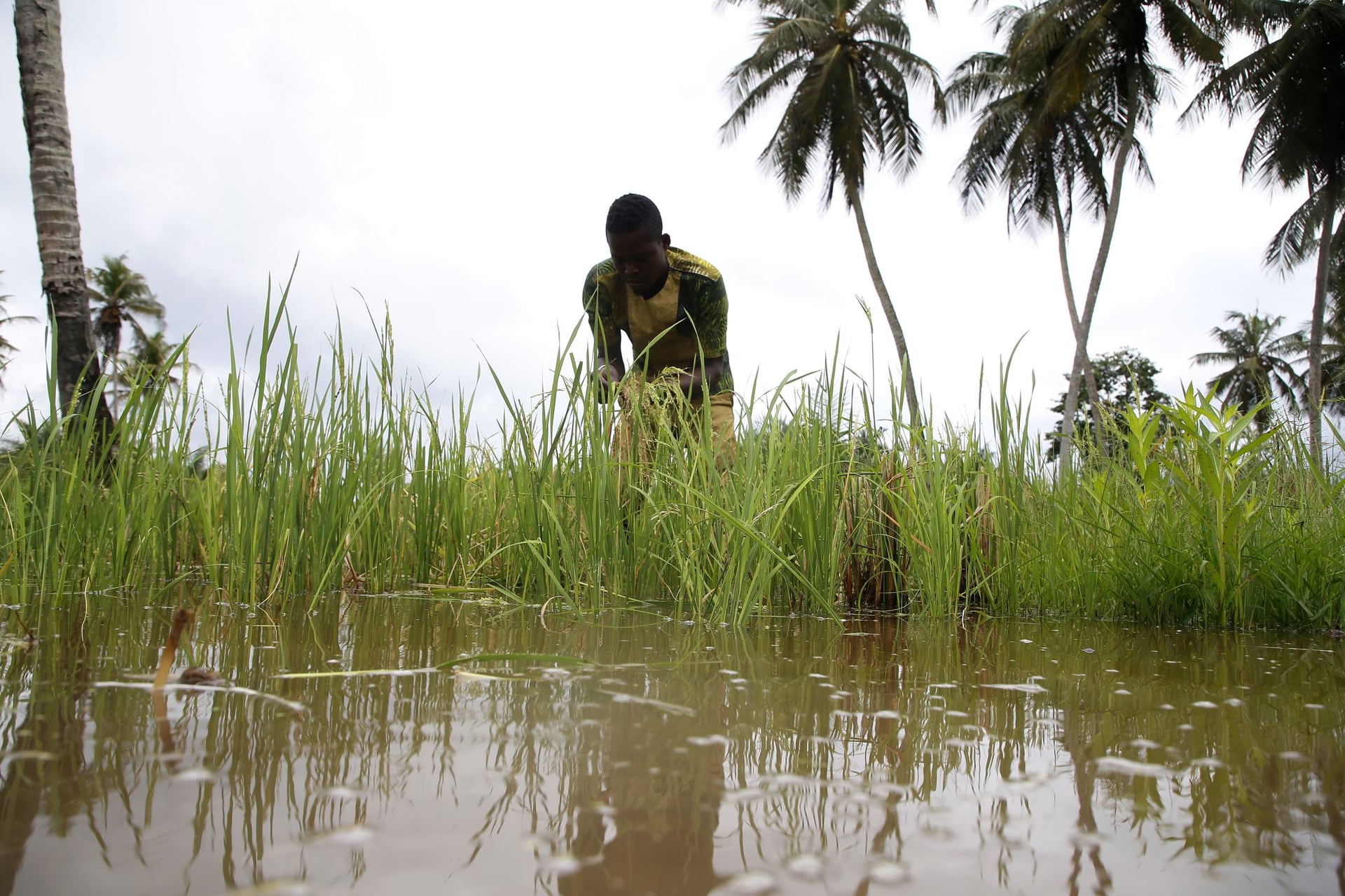 حصاد الأرز في ساحل العاج