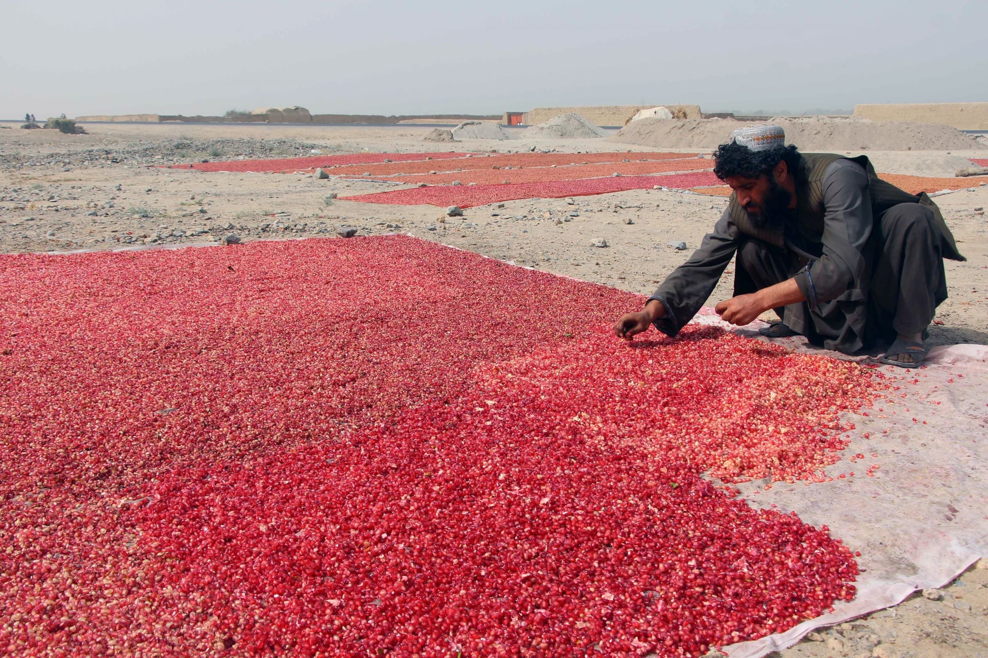 قندهار .. 288 ألف طن رمان جاهز للتصدير