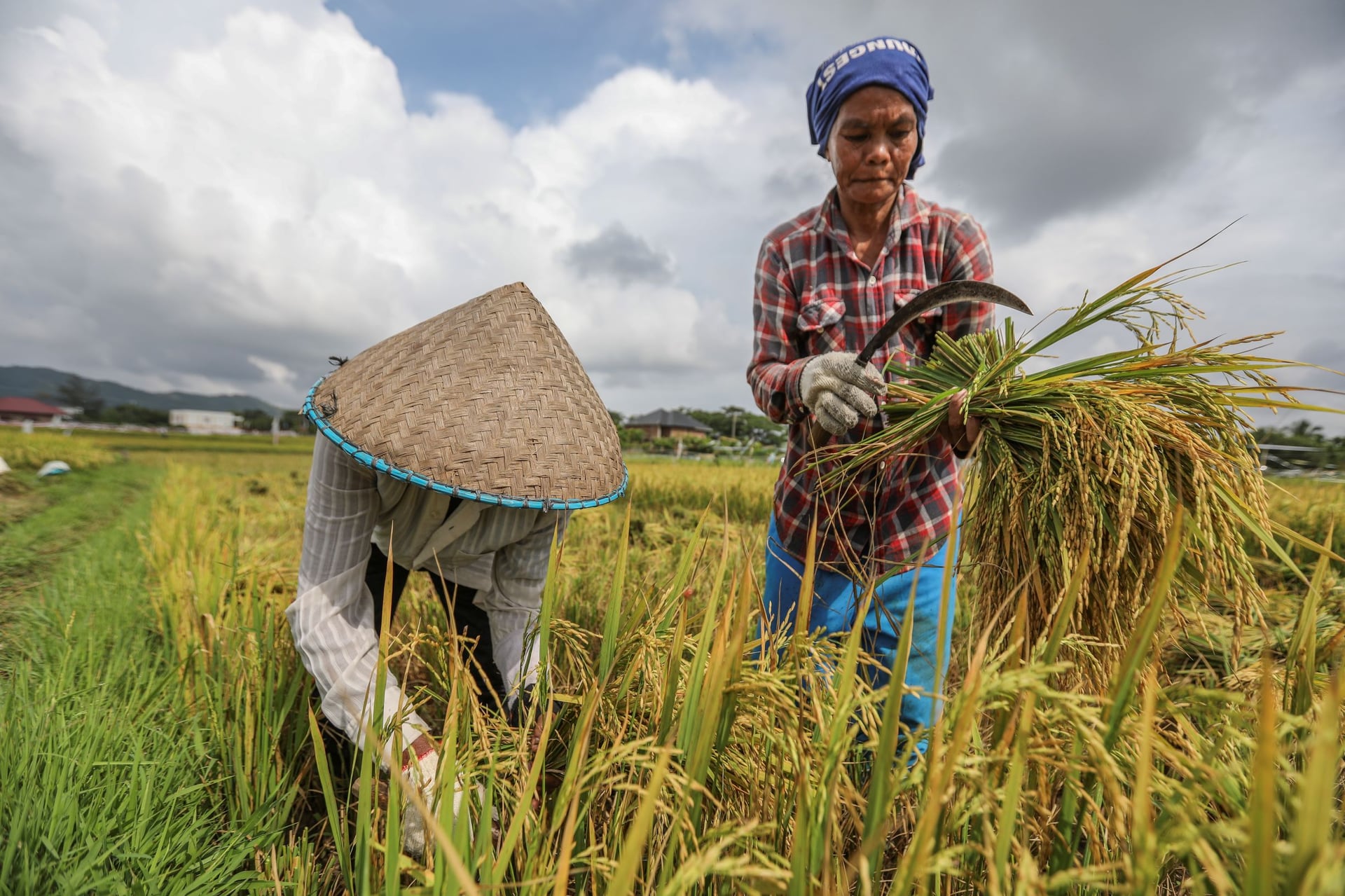 خطة إندونيسية لزيادة واردات الأرز إلى 1.5 مليون طن 