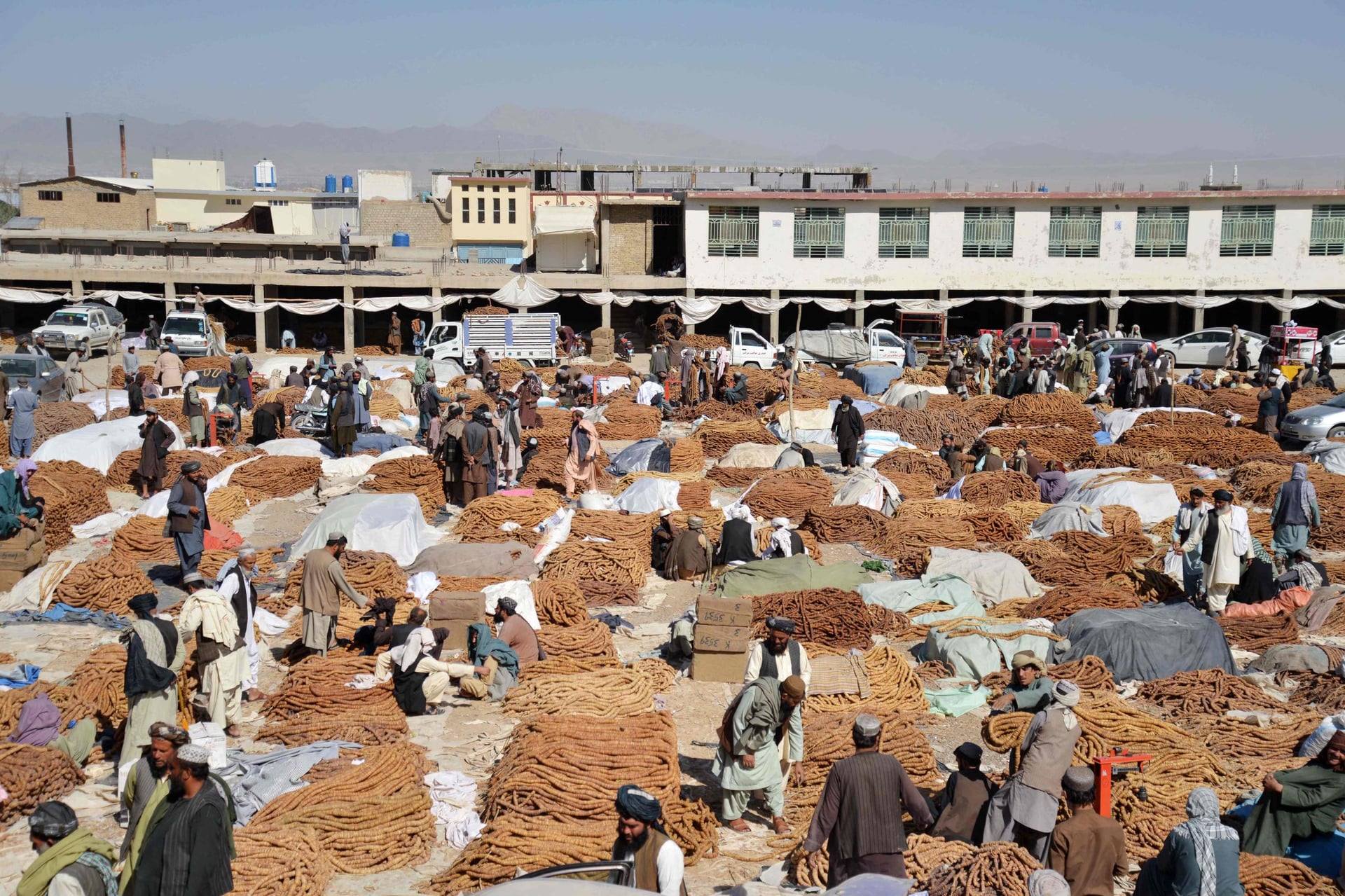 55 مليون دولار قيمة صادرات أفغانستان من التين المجفف 