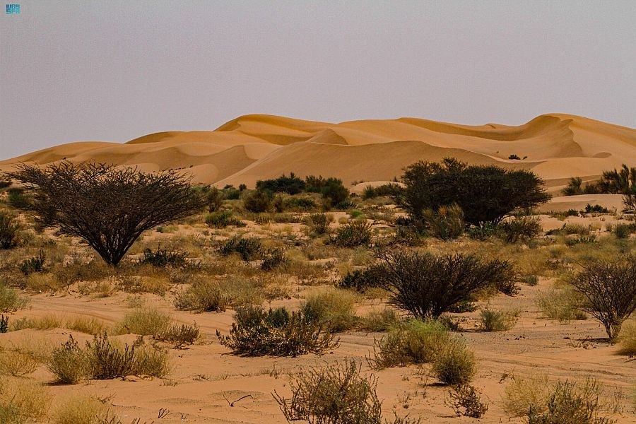 زراعة 12 مليون شجرة لتنمية 100 فيضة وروضة