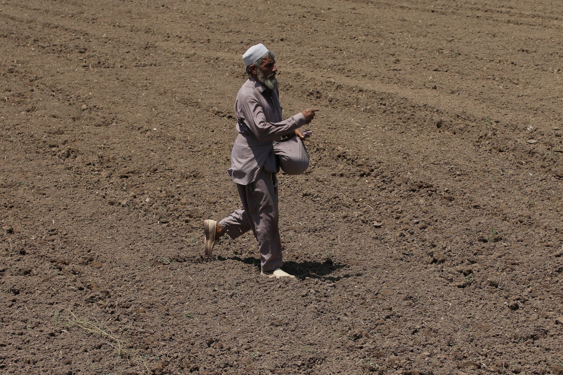 حقول باكستان تمتلئ بالبذور