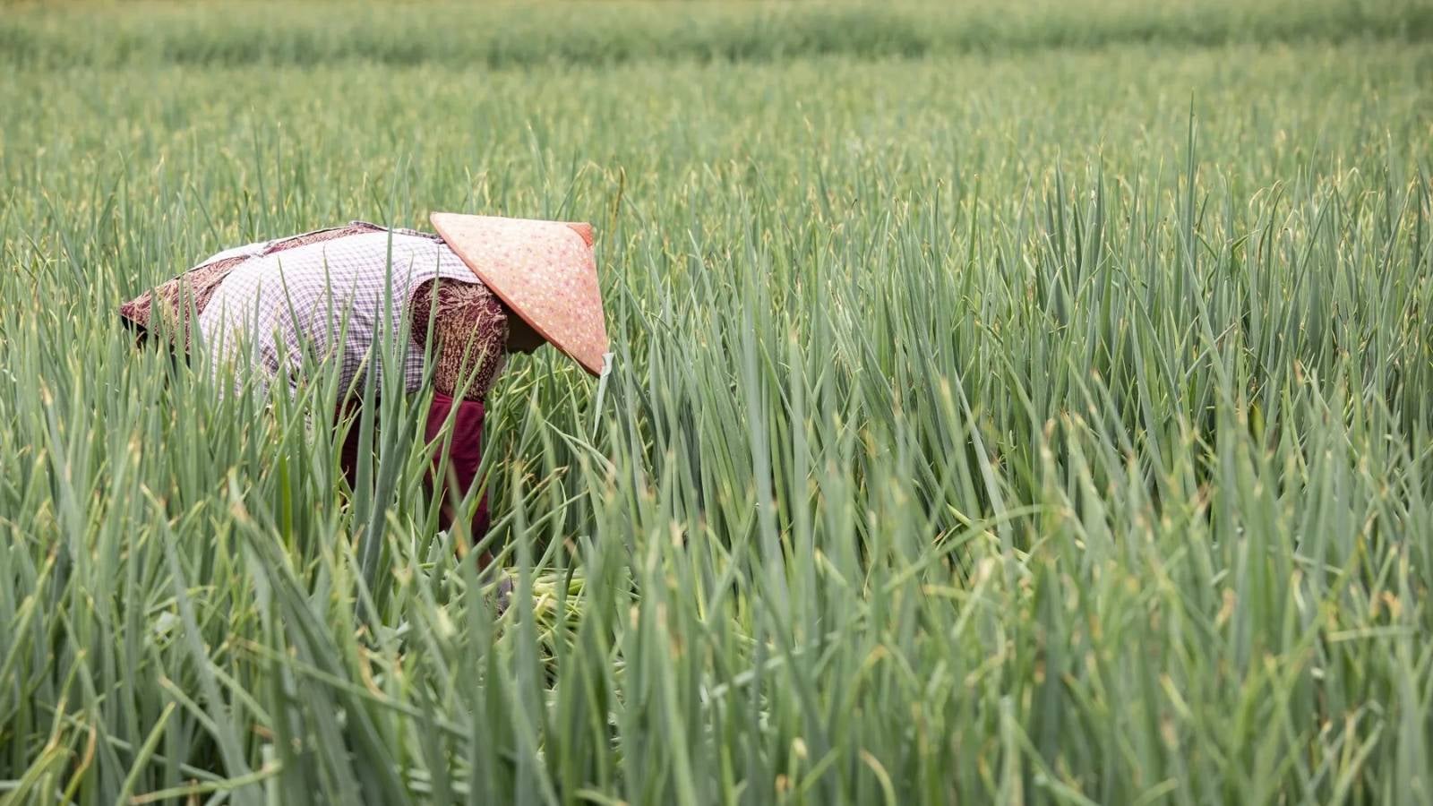 إنتاج القمح في الصين مهدد بالتراجع لأدنى مستوى منذ 2018 بسبب الجفاف